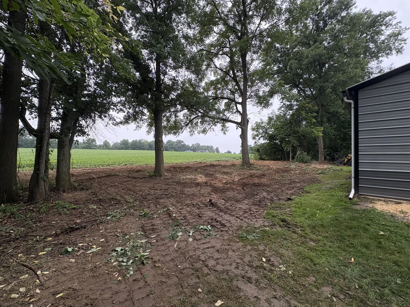 Woodlot after the understory was mulched, mature trees standing over clean chipped ground