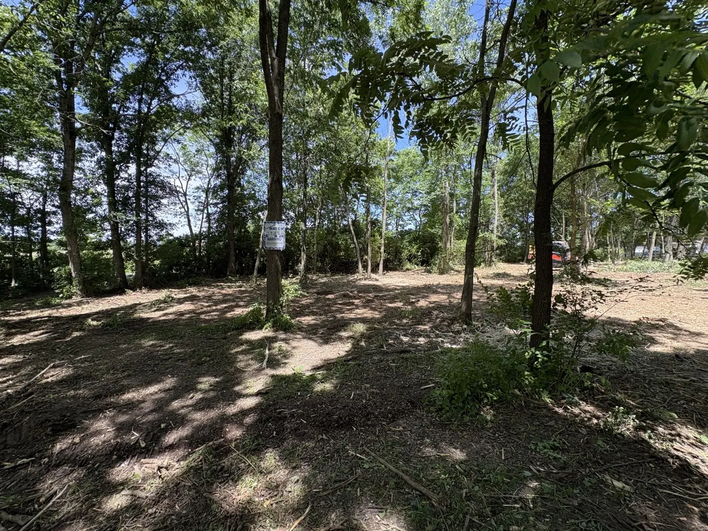 The same woods after underbrush removal, floor cleared and walkable